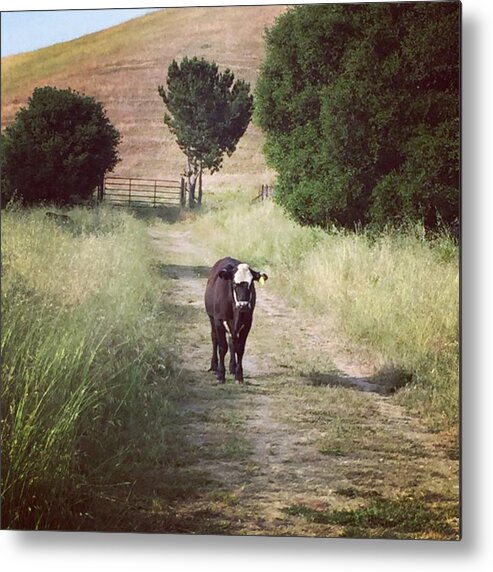 Trail Metal Print featuring the photograph Cow by Nancy Ingersoll