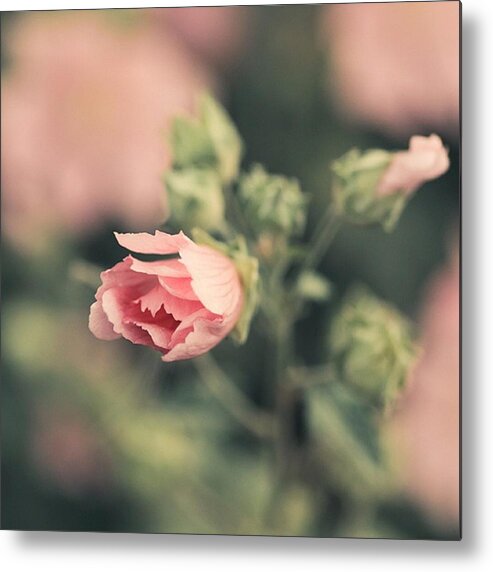Plants Metal Print featuring the photograph Thüringer Strauchpappel (lavatera by Mandy Tabatt