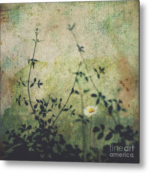 Daisy Metal Print featuring the photograph Thrive by Karen Black