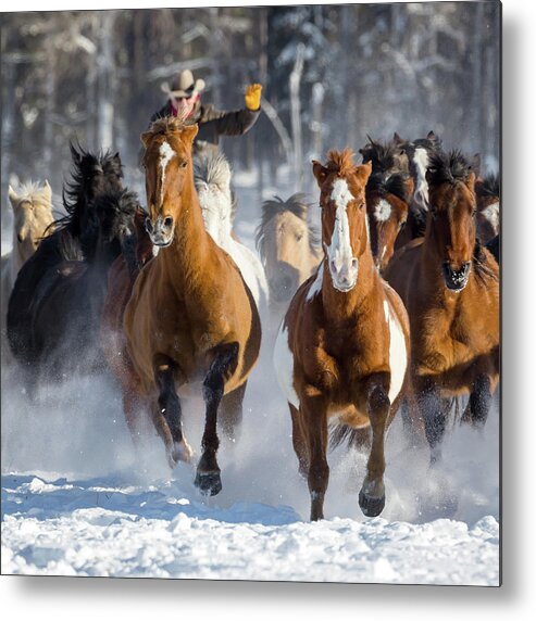 Horses Metal Print featuring the photograph Thunder of Hooves by Jack Bell