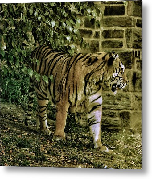 Tiger Metal Print featuring the photograph Tiger at Philadelphia Zoo - 1 by Srinivasan Venkatarajan