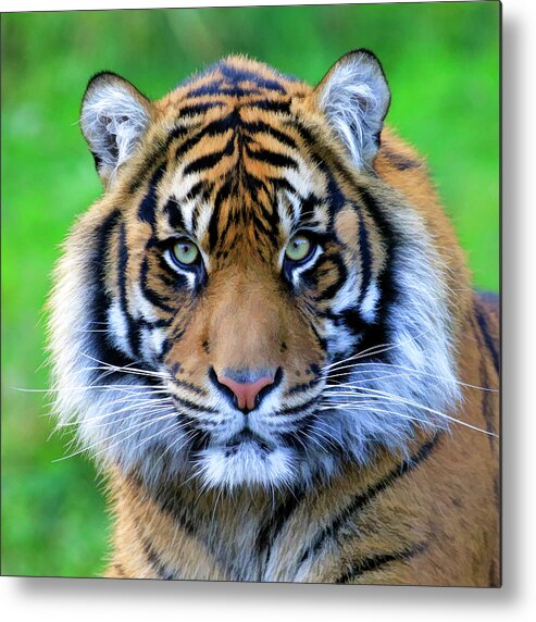 Tiger Metal Print featuring the photograph Tiger Face Paint by Steve McKinzie