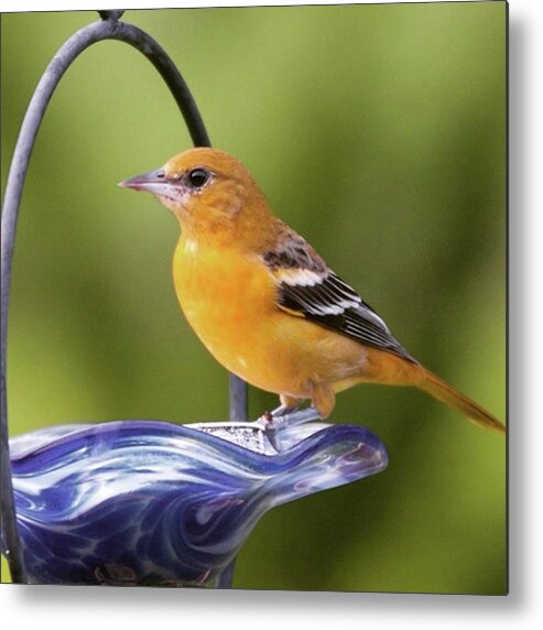 Wildlife Metal Print featuring the photograph To Remind Us Of Summer, A Juvenile by Hermes Fine Art