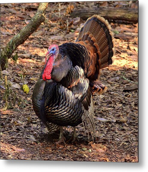 Turkey Metal Print featuring the photograph Tom the Turkey by Carla Parris