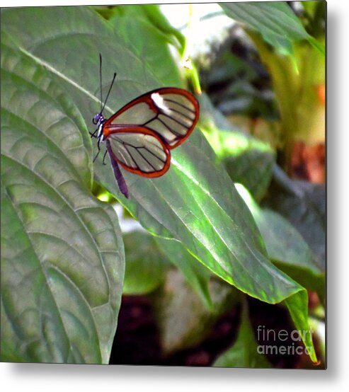 Butterfly Metal Print featuring the photograph Transparency by Christina A Pacillo