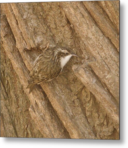 Bird Metal Print featuring the photograph Tree Creeper Blends In by Adrian Wale