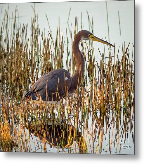 Herons Metal Print featuring the photograph Tricolored Heron - Egretta Tricolor by DB Hayes