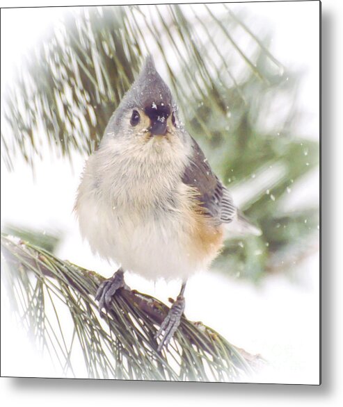 Tufted Titmouse Metal Print featuring the photograph Tufted Titmouse Snow Face by Kerri Farley
