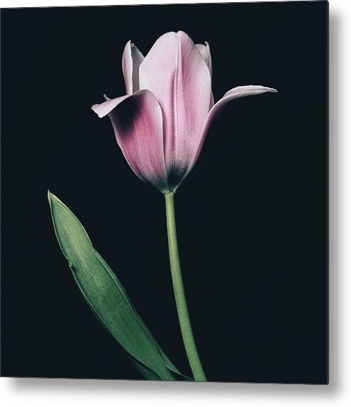Tulip Metal Print featuring the photograph Tulip #0154 by Desmond Manny
