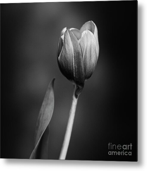 Tulip Metal Print featuring the photograph Tulip #175 by Desmond Manny