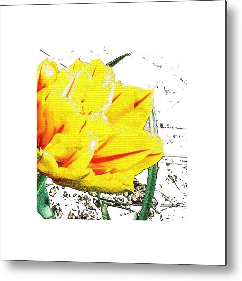 Tulip Metal Print featuring the photograph Tulip 3 by Vesna Martinjak