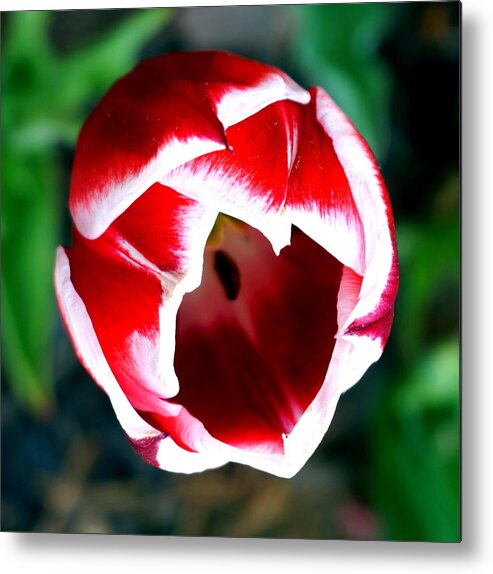 Spring Metal Print featuring the photograph Tulip opening by Katy Hawk