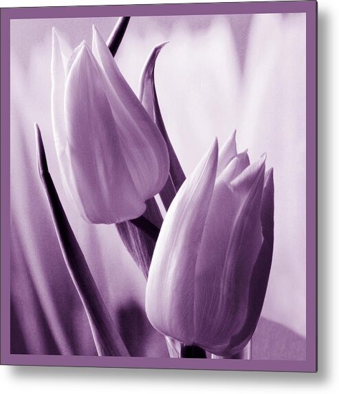 Tulip Metal Print featuring the photograph Tulip Purple Tint. by Terence Davis