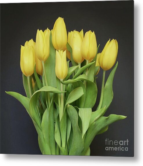 Tulips Metal Print featuring the photograph Tulips by the Dozen by Ann Horn