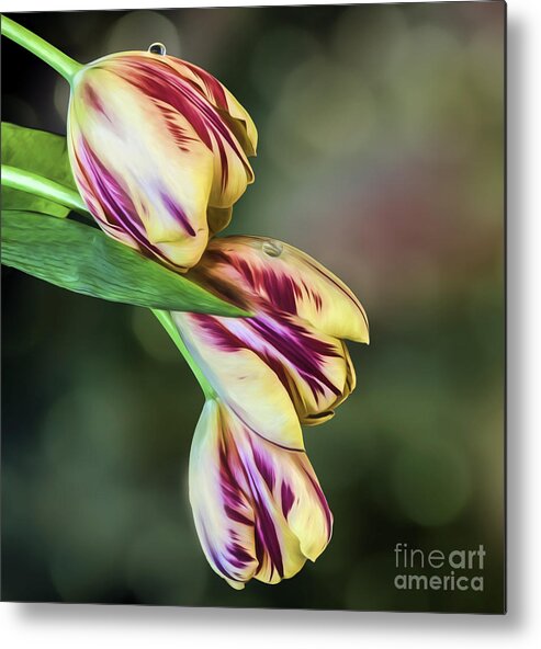 Pulips Metal Print featuring the photograph Tulips - Red and Yellow by Shirley Mangini