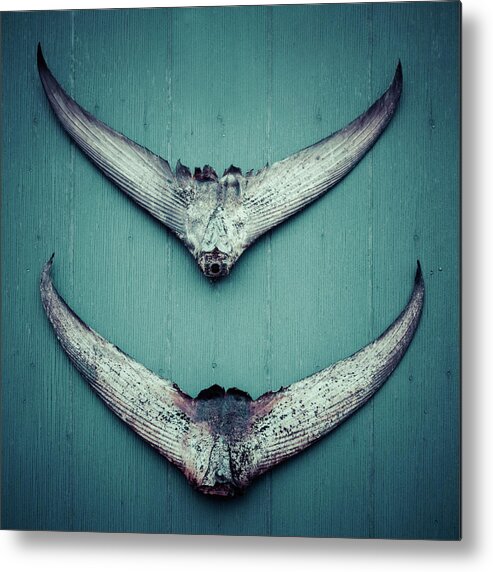 Explorecanada Metal Print featuring the photograph Tuna Tails on colored wall by Chris Bordeleau