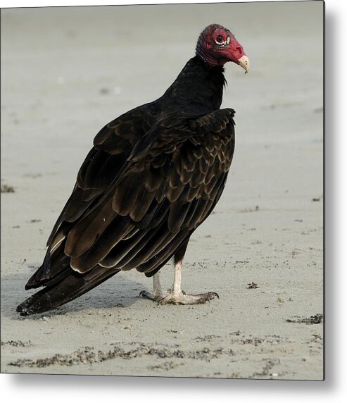 Turkey Vulture Metal Print featuring the photograph Turkey Vulture standing on the Beach by Bradford Martin