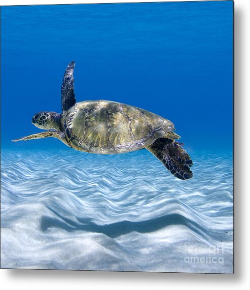 Turtle Metal Print featuring the photograph Turtle Flight - part 2 of 3 by Sean Davey