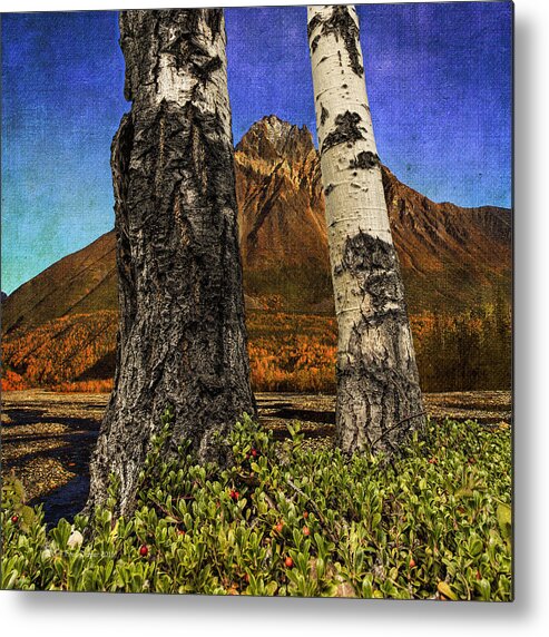 Trees Metal Print featuring the photograph Two Cottonwood Trees and Kinnikinnik by Fred Denner
