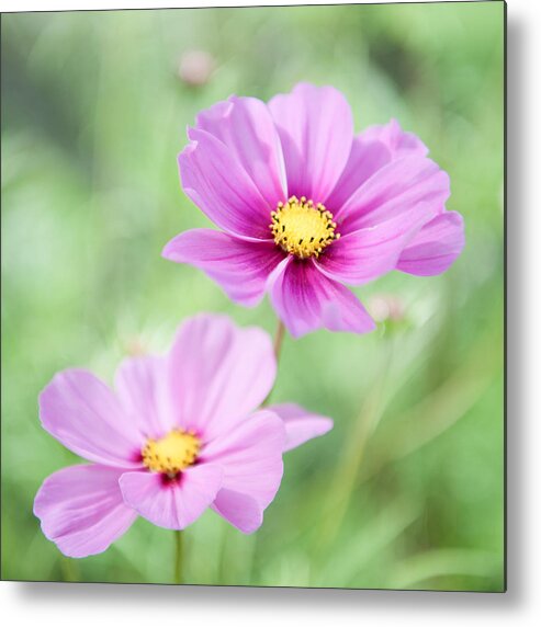 Two Metal Print featuring the photograph Two Purple Cosmos Flowers by Helen Jackson