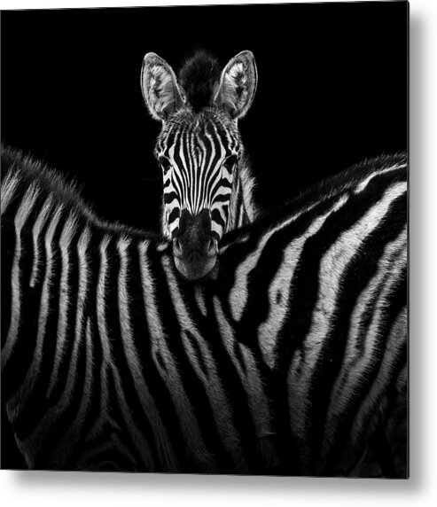 Zebra Metal Print featuring the photograph Two Zebras in black and white by Lukas Holas