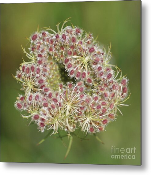 Cow Parsnip Metal Print featuring the photograph Unfurling Nature Macro Square by Carol Groenen