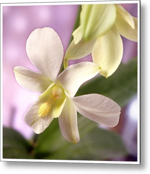 White Flower Metal Print featuring the photograph Unique White Orchid by Mike McGlothlen