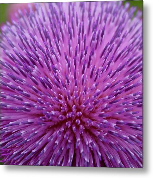Photograph Metal Print featuring the photograph Up Close on Musk Thistle Bloom by M E