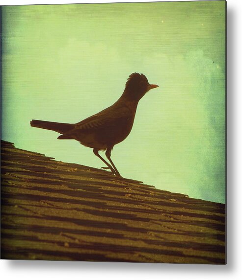 Robin Metal Print featuring the photograph Up on a Roof by Amy Tyler