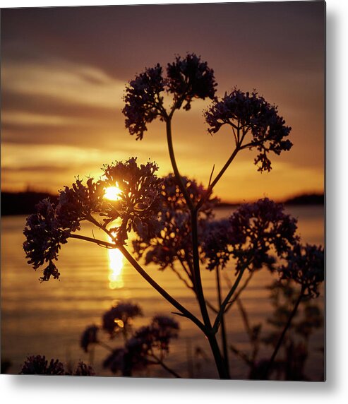Finland Metal Print featuring the photograph Valerian sunset by Jouko Lehto