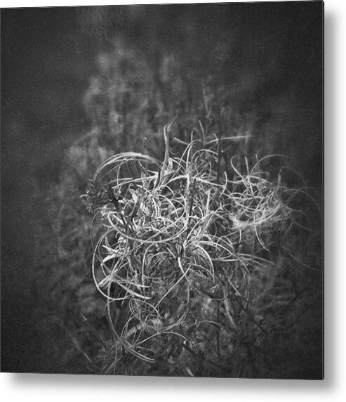 Driedflowers Metal Print featuring the photograph Verdorrt.

#monochrome #bnw #natur by Mandy Tabatt
