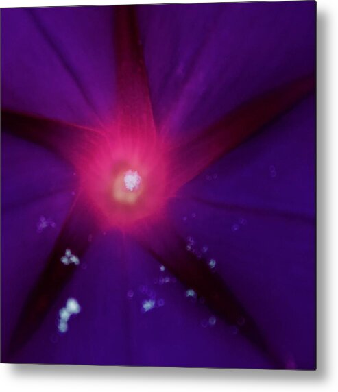 Photograph Metal Print featuring the photograph Visited Morning Glory by M E