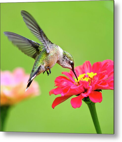 Hummingbird Metal Print featuring the photograph Waiting in the Wings Hummingbird Square by Christina Rollo
