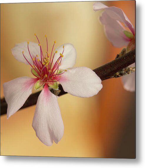 Cherry Metal Print featuring the photograph Warmth of hope. by Elena Perelman
