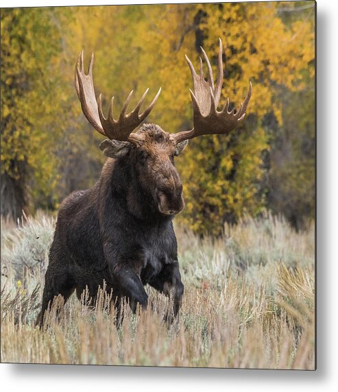 Washakie Metal Print featuring the photograph Washakie During The Rut Season by Yeates Photography