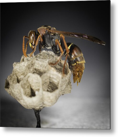 Macro Metal Print featuring the photograph Wasp on a nest by Chris Cousins