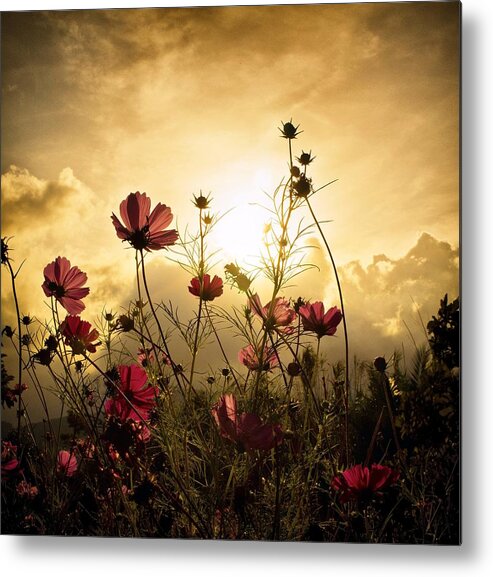 Flowers Metal Print featuring the photograph Watching the Sun by Christian Marcel