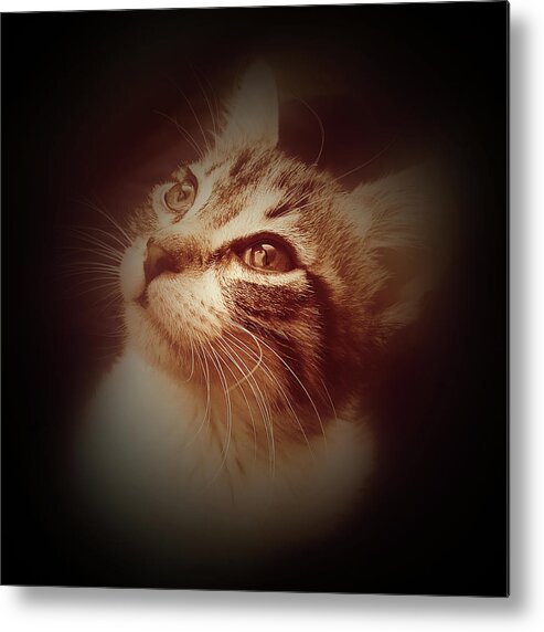 Kitten Metal Print featuring the photograph Watching The World by David G Paul