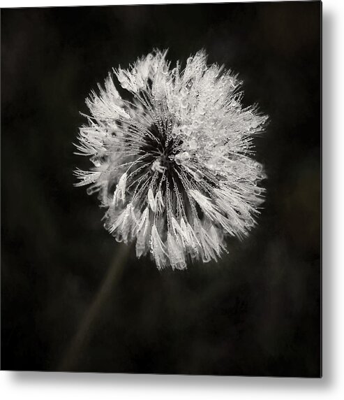 Dandelion Flower Metal Print featuring the photograph Water Drops on Dandelion Flower by Scott Norris