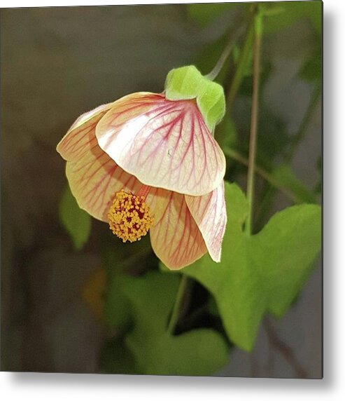 Nature Metal Print featuring the photograph Electricity Flower by Awni Hussein