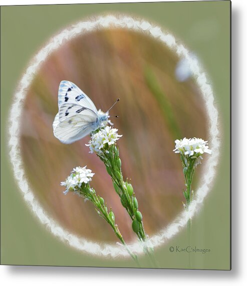 Butterfly Metal Print featuring the mixed media Western White Butterfly by Kae Cheatham