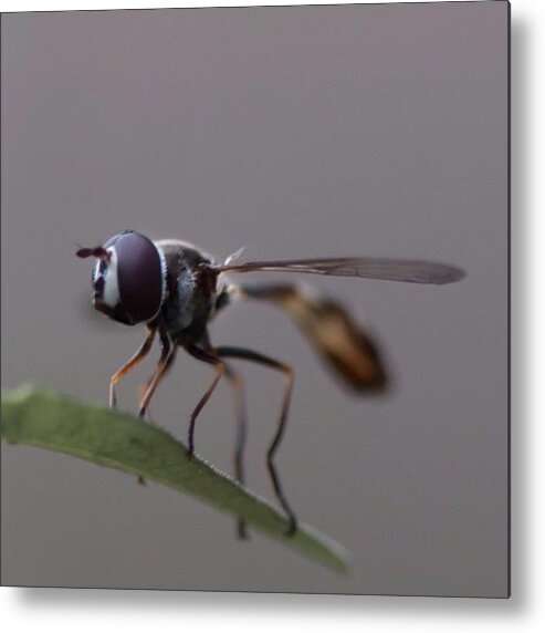 Rcspics Metal Print featuring the photograph What Big Eyes You Have by Dave Edens