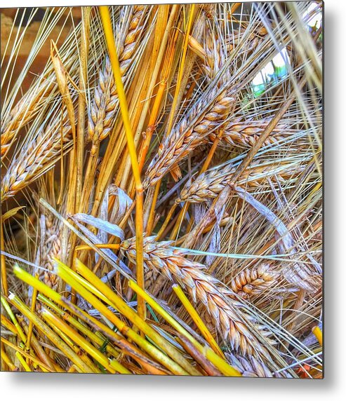 Iowa Metal Print featuring the photograph Wheat by Jame Hayes
