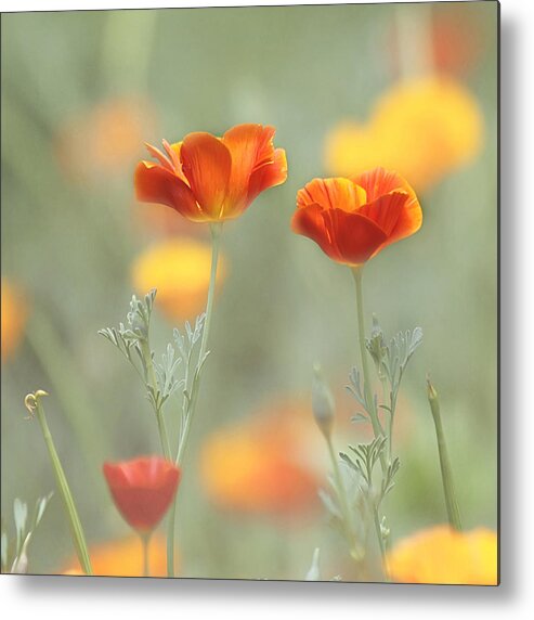 Orange Flower Metal Print featuring the photograph Whimsical Summer by Kim Hojnacki