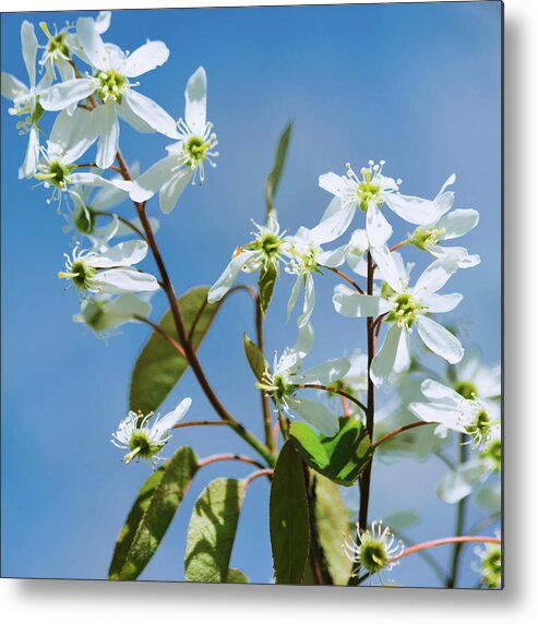 White Blossom Metal Print featuring the photograph White blossom by Cristina Stefan