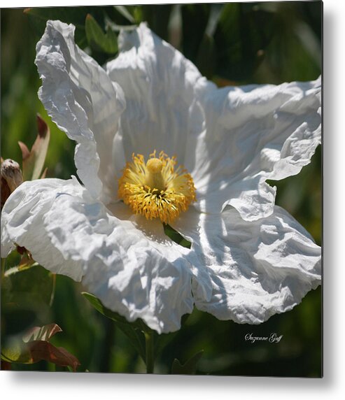 Photograph Metal Print featuring the photograph White Cactus Flower by Suzanne Gaff