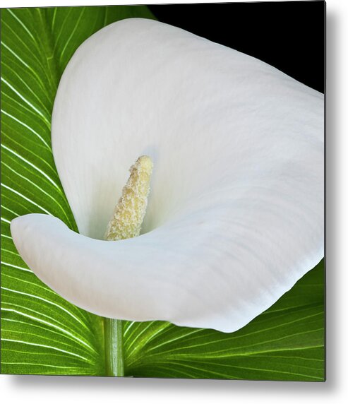 Calla Metal Print featuring the photograph White Calla by Heiko Koehrer-Wagner
