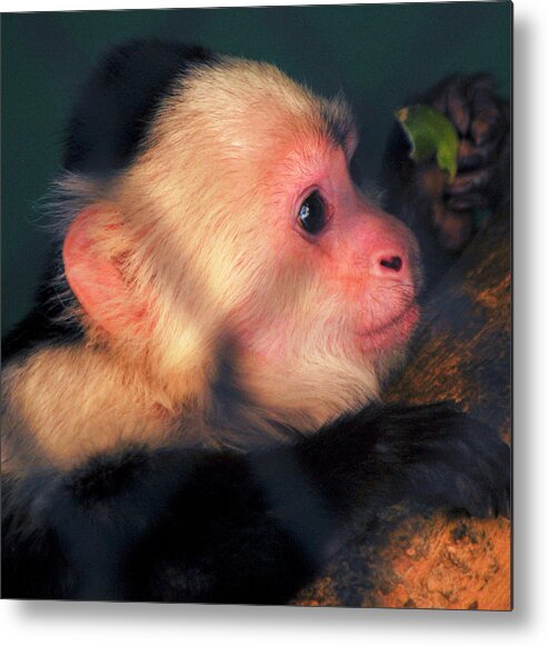 White Fronted Capuchin Metal Print featuring the photograph White Fronted Capuchin Monkey by Michelle Halsey