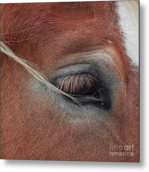 Horse Metal Print featuring the photograph White Mane's Eye by Toma Caul
