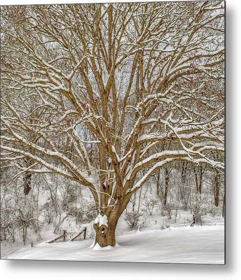 Landscape Metal Print featuring the photograph White Oak in Snow by Joe Shrader